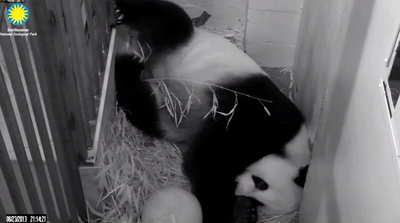 米首都で赤ちゃんパンダ誕生、父親は「まだ不明」