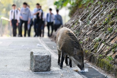 香港、警官負傷でイノシシ駆除開始 餌でおびき寄せ殺処分