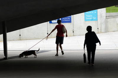 ペット虐待で罰金最高額80万円、シンガポール