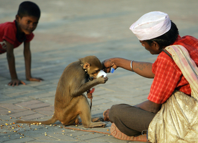 演技前の一服 大道芸のサル - インド