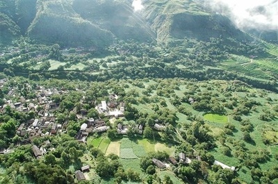 樹齢100年以上のクルミの木の収穫を2年間得られる権利、中国でチャリティーオークション