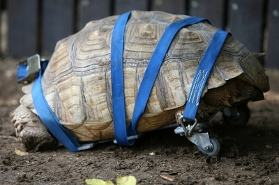 「特製車イス」に乗ったカメ、婚活に励む