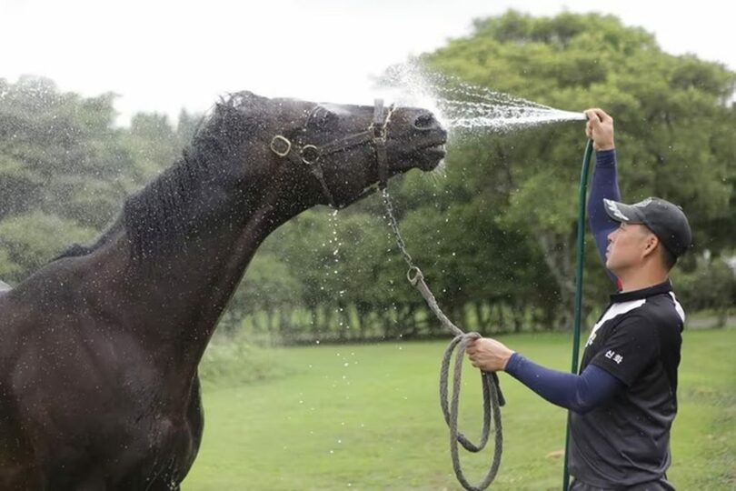 猛暑を乗り切るために特別な管理を受ける競走馬＝韓国馬事会提供(c)news1