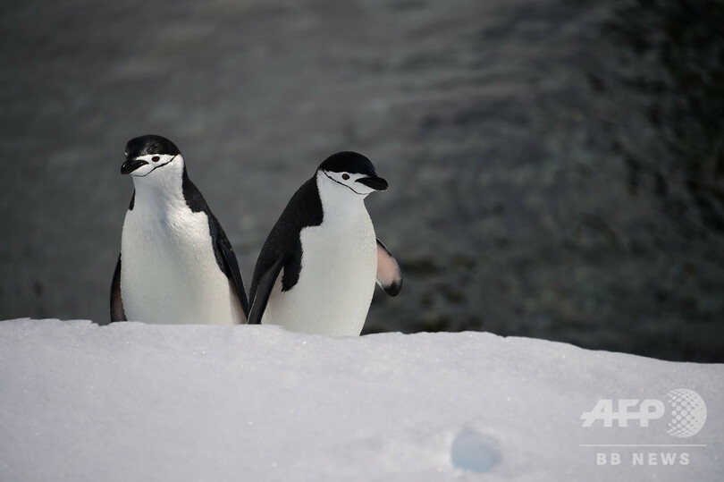 ペンギンに見られながら泳げる島 南極半島沖のハーフムーン島 写真31枚 国際ニュース Afpbb News