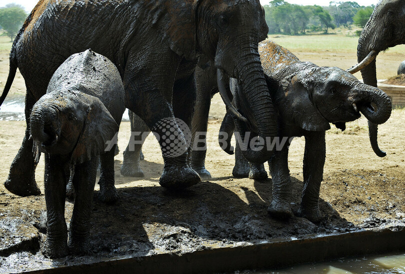 ケニアのゾウ個体数、密猟横行でも増加