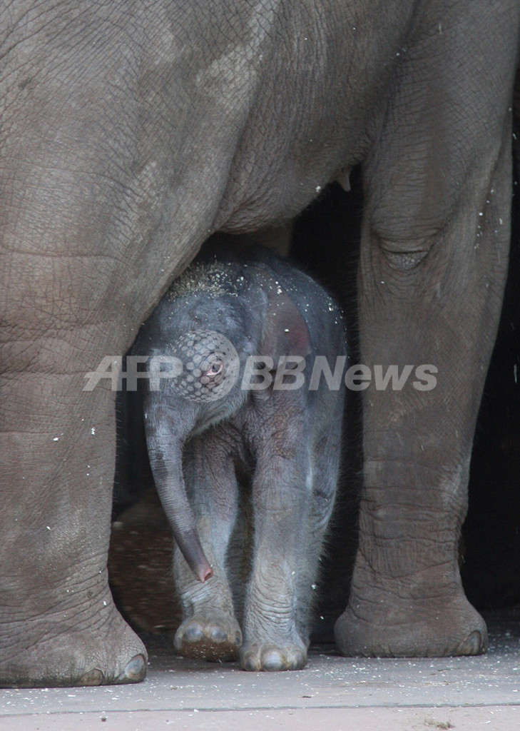 生後1日でもう100キロ ゾウの赤ちゃん 写真8枚 国際ニュース Afpbb News