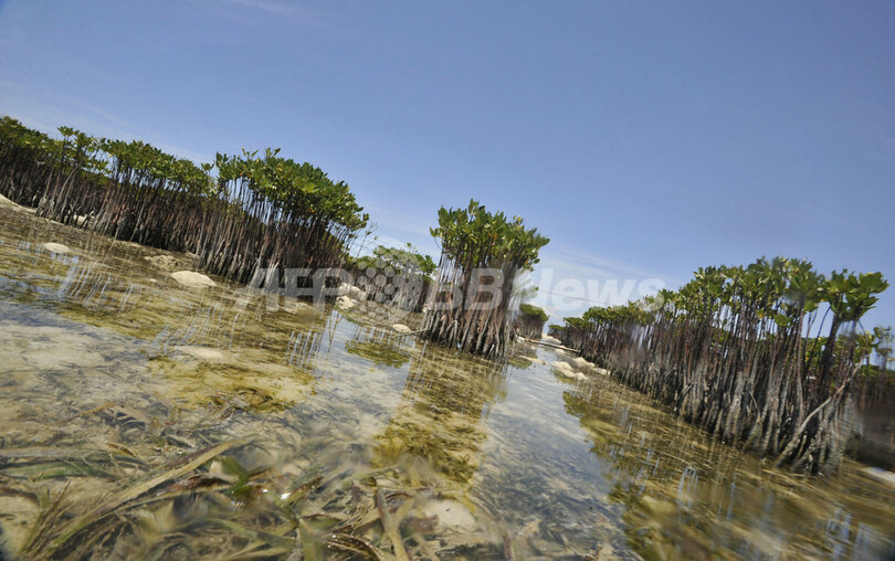 海洋公園でサンゴの養殖、タイマイの繁殖地を守れ インドネシア