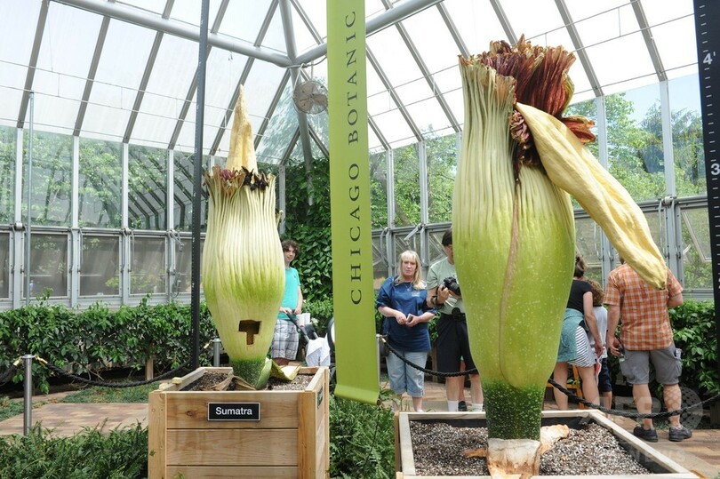 世界最大の花 2本同時に開花 米シカゴ 写真3枚 国際ニュース Afpbb News