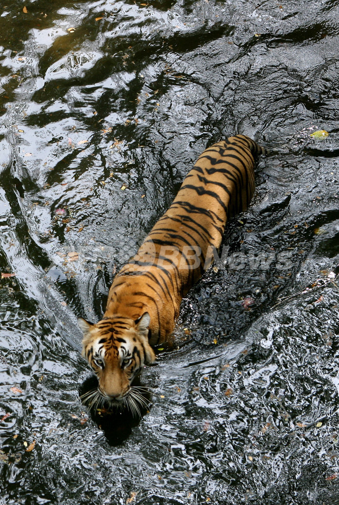 漢方薬の需要拡大で原料のトラ、絶滅の危機に