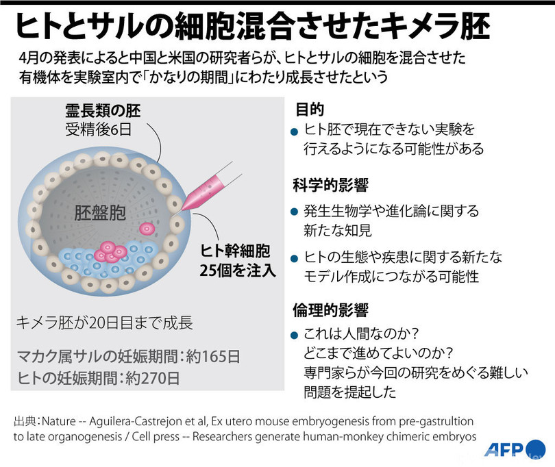【図解】ヒトとサルの細胞混合させたキメラ胚 有用性と懸念