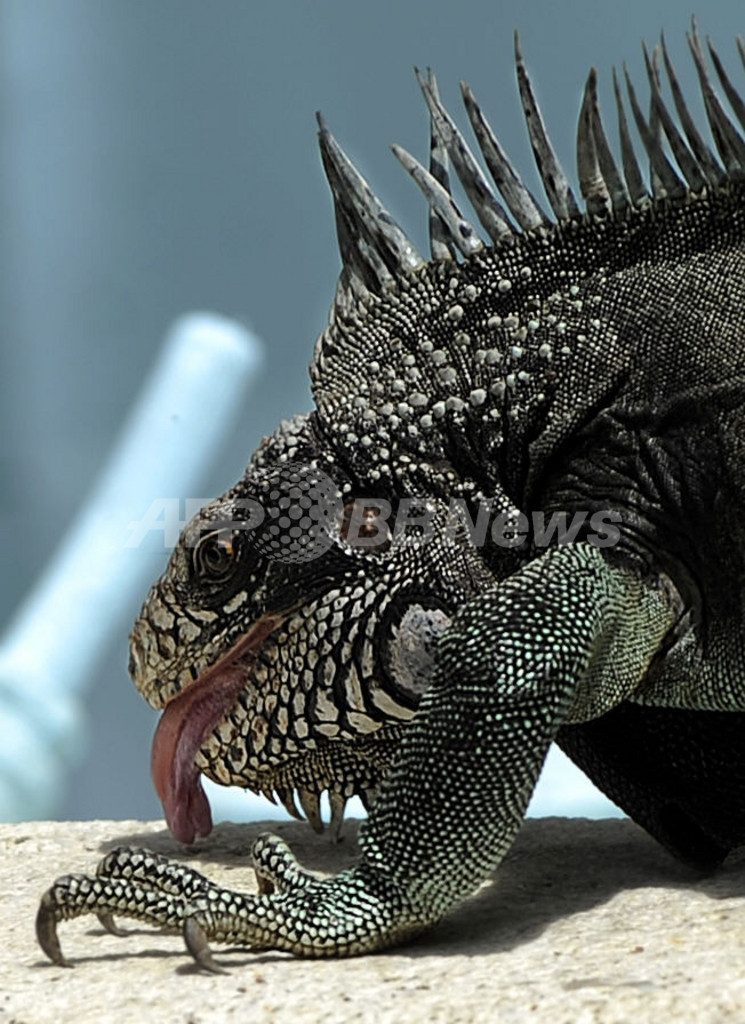 イグアナが噴水で日光浴、ベネズエラ