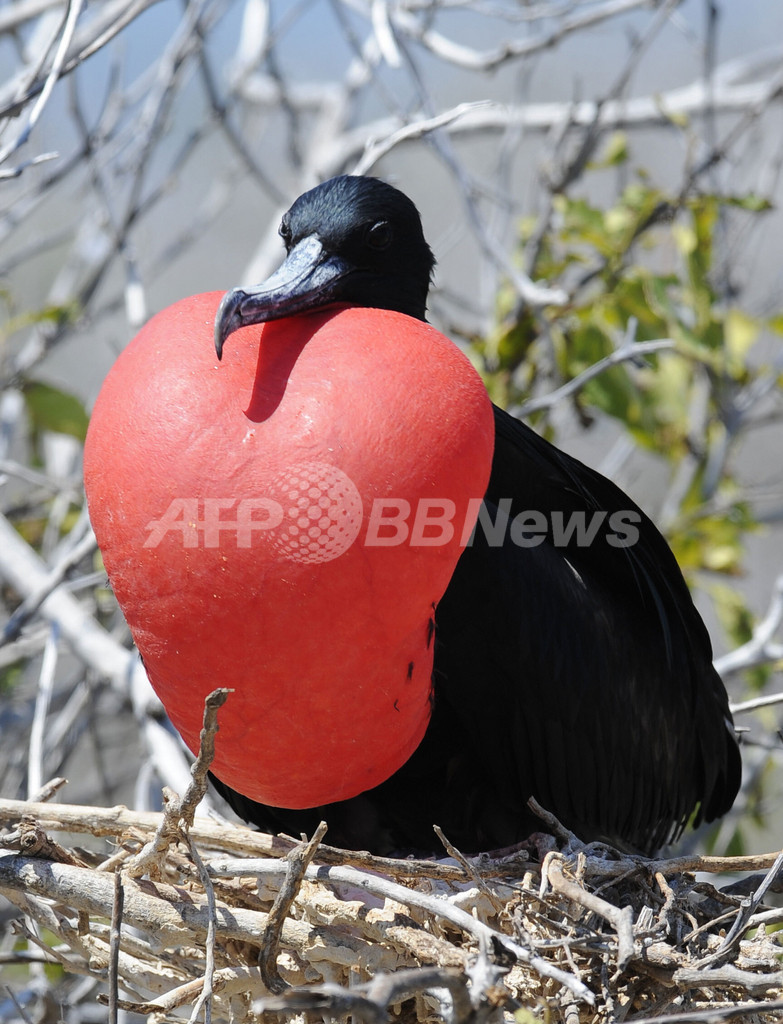 太陽の下でのびのび 南米エクアドル セイモア島の動物たち 写真26枚 国際ニュース Afpbb News