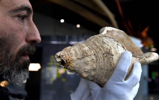 1.8万年前の「ド・ド＃・レ」 仏洞窟で発見の巻き貝の笛 写真10枚 国際