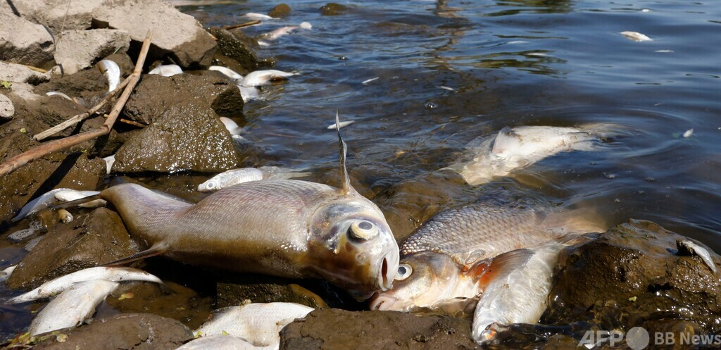 オーデル川の魚大量死、死骸300トン回収 独環境省 写真10枚 国際ニュース：AFPBB News