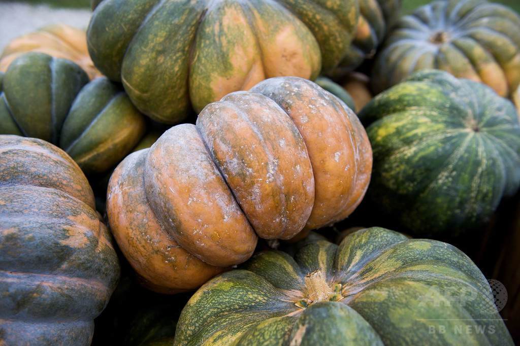 カボチャなどウリ科の野菜 苦味に注意 食中毒で脱毛 初の症例報告 写真1枚 国際ニュース Afpbb News