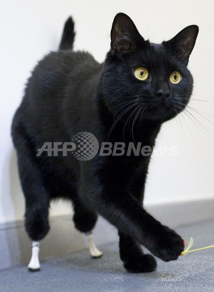 足失った黒猫にバイオニック義肢 英国 写真3枚 国際ニュース Afpbb News