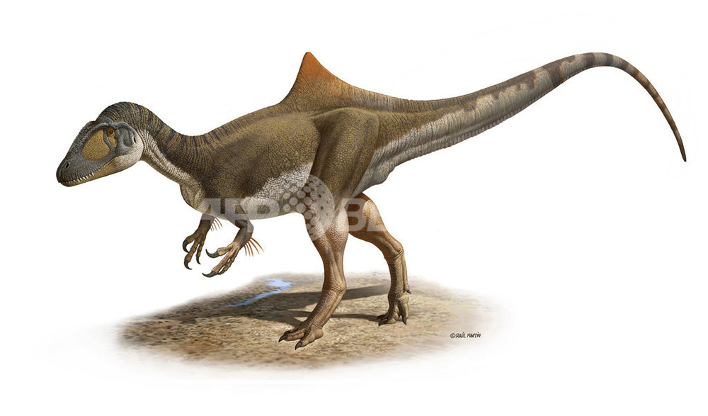 1円スタート 化石 カルカロドントサウルス スピノサウルス モササウルス 歯 恐竜 中生代白亜紀 モロッコ Z03050 - 科学、自然