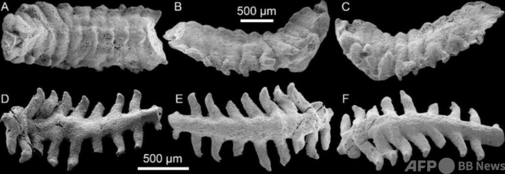 中国の科学者 約5億3500万年前の環形動物の実体化石を発見
