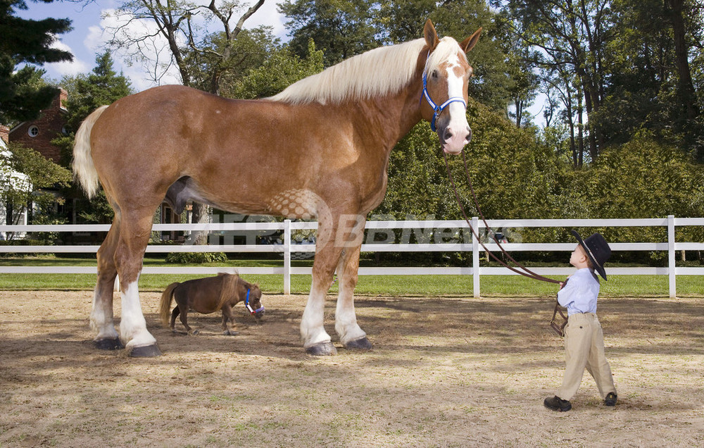 最も体高が高い馬 と 最も小さい馬 のツーショットを公開 写真1枚 国際ニュース Afpbb News