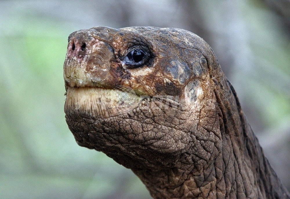 ガラパゴス諸島の「ロンサム・ジョージ」死す、ピンタゾウガメ絶滅 