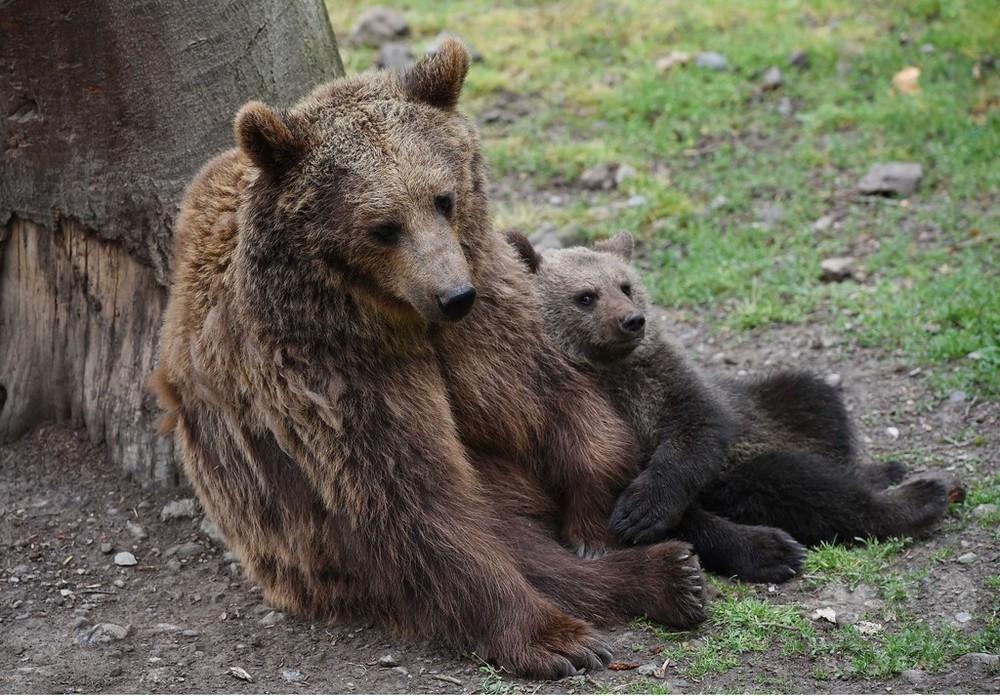 発情期の雄から子ども守る母熊 人を盾に 研究 写真1枚 国際ニュース Afpbb News