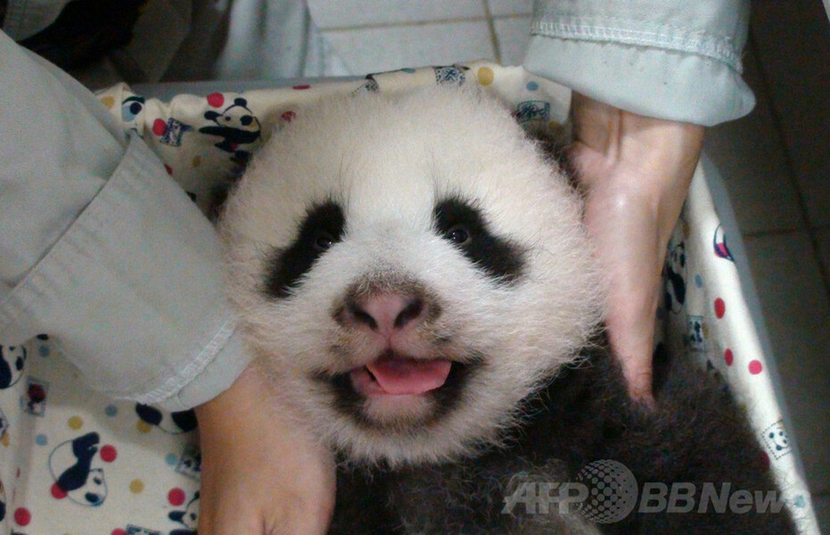 【特集】台湾の赤ちゃんパンダ成長記