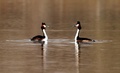 ブグル県のタリム川湿地にいる水鳥（2020年4月4日撮影）。(c)CNS/確·胡熱
