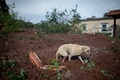 ブラジル南東部ブルマジニョ近郊の鉱山で起きたダム決壊により泥に覆われた地域を歩く犬（2019年1月28日撮影）。(c)Mauro PIMENTEL / AFP 