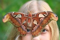 チェコ・ブルノ（Brno）のマサリク大学（Masaryk University）の植物園で、来園者の顔にとまる世界最大級のガ「ヨナグニサン」（2014年9月16日撮影）。(c)AFP/RADEK MICA