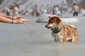仏パリのトロカデロ広場の噴水で水浴びをする犬（2019年6月28日撮影、資料写真）。(c)Zakaria ABDELKAFI / AFP