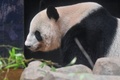 東京の上野動物園で最終観覧日を過ごすジャイアントパンダの「シンシン」（2024年9月28日撮影）。(c)Richard A. Brooks / AFP