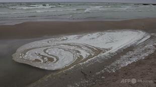 ロシアの空爆でヒマワリ油流出、野生生物に被害 ウクライナ南部
