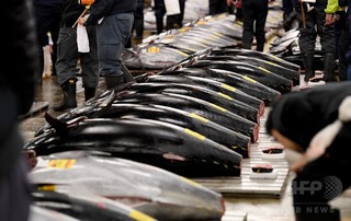 クロマグロ漁獲枠の拡大は資源保護の「後退」 クロマグロ漁獲枠の拡大は資源保護の「後退」