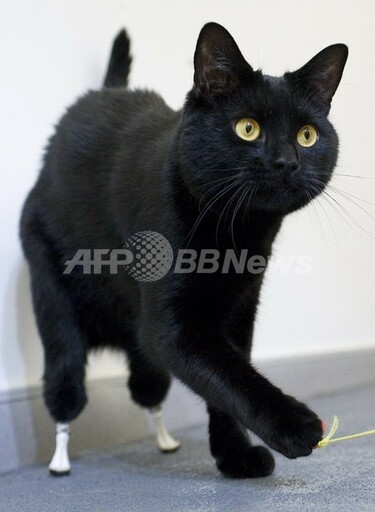 足失った黒猫にバイオニック義肢、英国 写真3枚 国際ニュース：AFPBB News