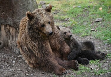 発情期の雄から子ども守る母熊、人を盾に 研究 写真1枚 国際ニュース：AFPBB News