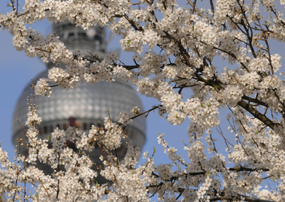 ベルリンでサクラ満開