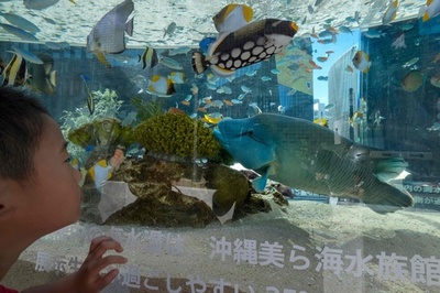 銀座を泳ぐ美ら海の生き物たち 「ソニーアクアリウム 2019」