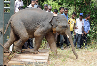 スリランカの「ゾウの孤児院」で育てられた赤ちゃん8頭、ジャングルに戻る