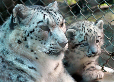 インドの動物園、減少するユキヒョウを保護