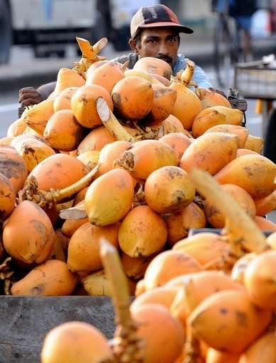 カンフー達人、ココナツ4個に30秒で穴開け  マレーシア