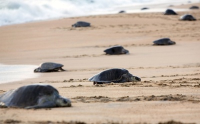ヒメウミガメの産卵ラッシュ、メキシコ西部海岸