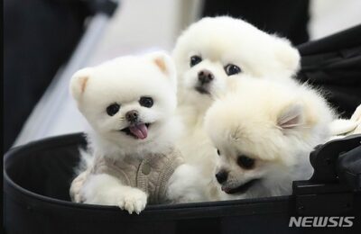 飼い主を2度泣かせる…韓国ペット違法葬儀業者、取り締まりもなく