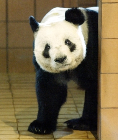 上野動物園のパンダ「リンリン」大往生