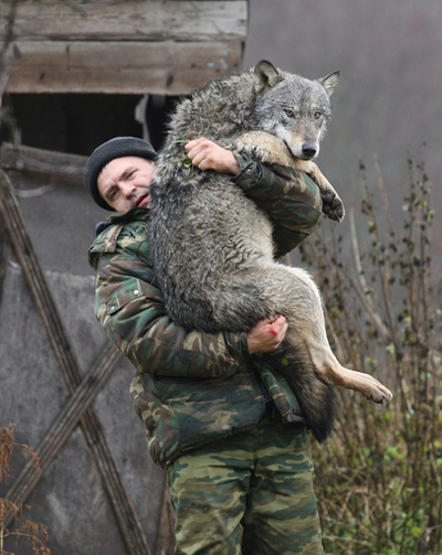 犬じゃないの？ベラルーシでオオカミを育てる男性