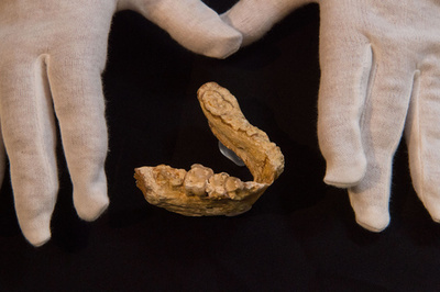 人類の類人猿からの分岐、アフリカではなく欧州で起きた？ 研究