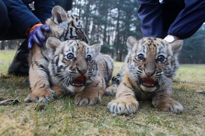 【写真特集】準備は万全?2022年の主役はトラ