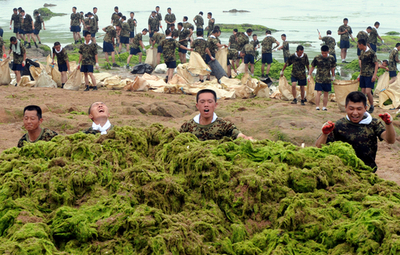 北京五輪のセーリング開催目指し、市民から兵士まで「藻」を除去