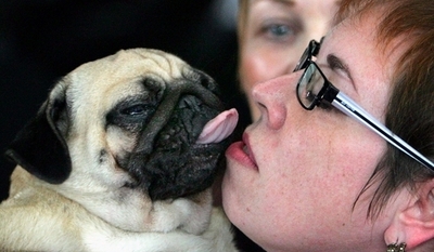 ベラルーシで犬の国際展示会、オープン