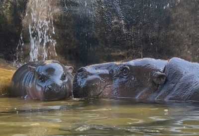 生後2日のカバの赤ちゃん、ママと水遊び 台湾
