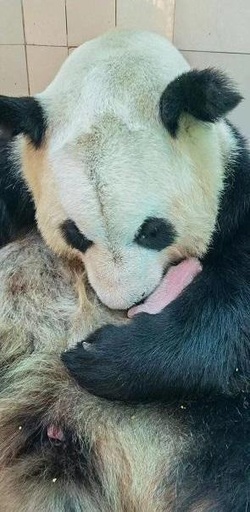中国パンダセンター 今年15回出産、9組の双子が誕生